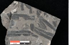 Foto (Detailansicht) von Thaumatopteris muensteri Goeppert (NHMW-GEO-2024-0188-10516)